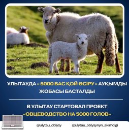Ұлытауда «5000 бас қой өсіру» ауқымды жобасы басталды