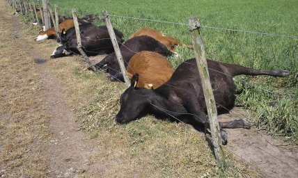 ҚАРАҒАНДЫ ОБЛЫСЫНДА ҚАУІПТІ АУРУДАН ІРІ ҚАРАЛАР ӨЛУДЕ