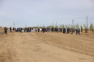 ​В области Ұлытау высадили более 150 деревьев