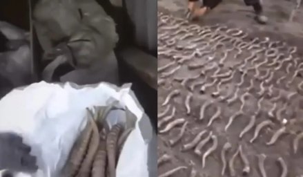 ​Жезқазған тұрғынының үйінен 300-ден аса киіктің мүйізі табылды