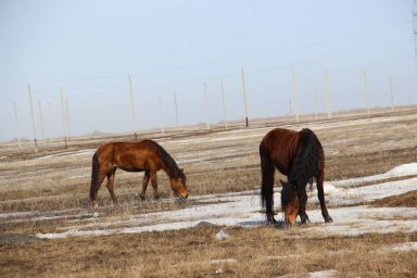 В Улытау раскрыто 15 фактов кражи скота
